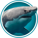 3Planesoft Sharks 3D Screensaver