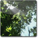 Sunbeam Foliage ScreenSaver