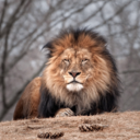 Ultimate Puzzles Animals 3
