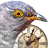 3Planesoft Cuckoo Clock 3D Screensaver