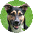 Perro Ministeck Creator