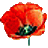 Poppy
