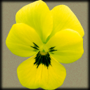 PetalPalace
