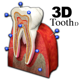 3D Tooth - St