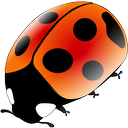 Coccinellida