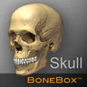 BoneBox Skull Viewer