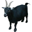 GoatTracker