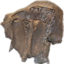 Mammut