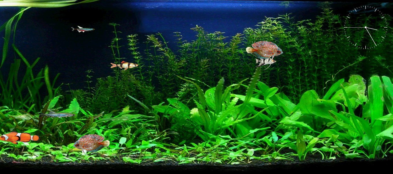 Free Aquarium Fish Screensaver Software Informer: Screenshots