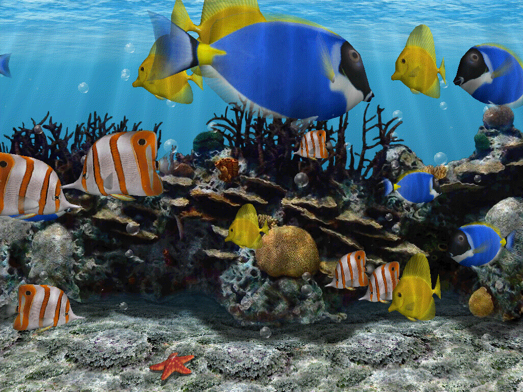 3D Fish School Screen Saver Software Informer: Screenshots