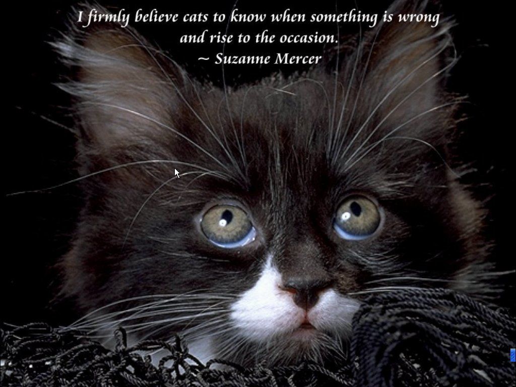 Cute Cat Quotes. QuotesGram