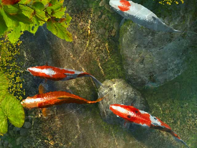 Koi Images