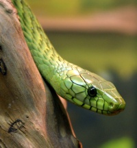 Western green mamba, a venomous snake