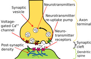 Schematic of a chemical synapse between an axon of one neuron and a dendrite of another. Synapses are specialised minute gaps between neurons. The electrical impulses arriving at the axon terminal triggers the release of packets of chemical messengers (neurotransmitters), which diffuse across the synaptic cleft to receptors on the adjacent dendrite temporarily affecting the likelihood that an electrical impulse will be triggered in the latter neuron. Once released the neurotransmitter is rapidly metabolised or is pumped back into a neuron.