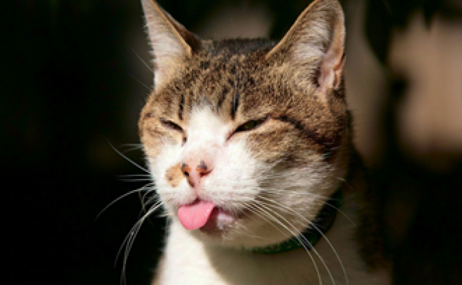funcat