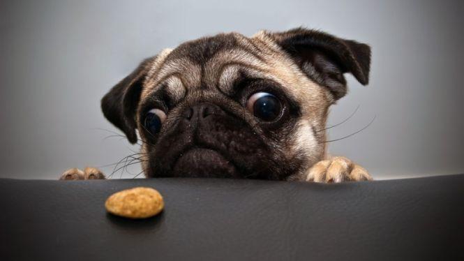 Hungry Pet
