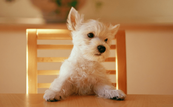 PuppySwap - A New Kind Of Dog Trading Website