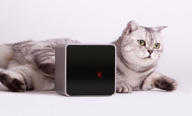 Petcube