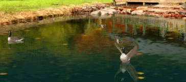 Ducks