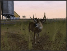 New deer species