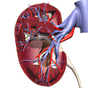 Anatomy for Urology