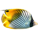 3D Fish School Screen Saver