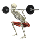 3D Anatomy - Resistance Training