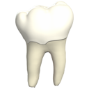 3D Head and Neck Anatomy for Dentistry