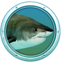Tiger Sharks 3D Screensaver and Animated Wallpaper