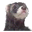 Lyric Ferret