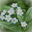 Night of the Forget-Me-Nots icon