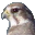 Falco Icon Studio icon