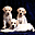 Pretty Puppies Free Screensaver icon
