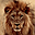 Lions Free Screensaver
