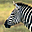 Zebras Free Screensaver