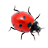 Ladybug on Desktop