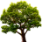 Lake Tree 3D Screensaver icon