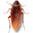 Cockroach on Desktop