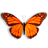 Butterfly on Desktop