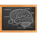 Cerebrum - Das Quiz