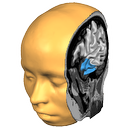 BrainVoyager Brain Tutor