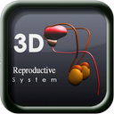 3D Reproductive System