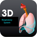 3D Respiratory System