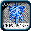 3D Chest Bones