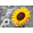 iSplash Color Photo Editor for OSX Mountain Lion Image