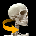 Skeletal System 3D Atlas of Anatomy
