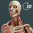 Visual Anatomy 3D | Human