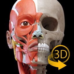 Muscle Skeleton - 3D Anatomy
