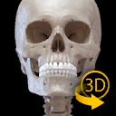 Skeleton - 3D Anatomy