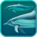 <b>Dolphins</b> 3D